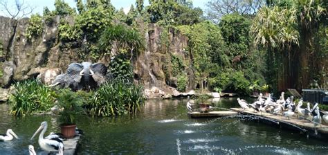 Big Aviary with Pelican Bird at Ragunan Zoo,jakarta Indonesia Stock ...