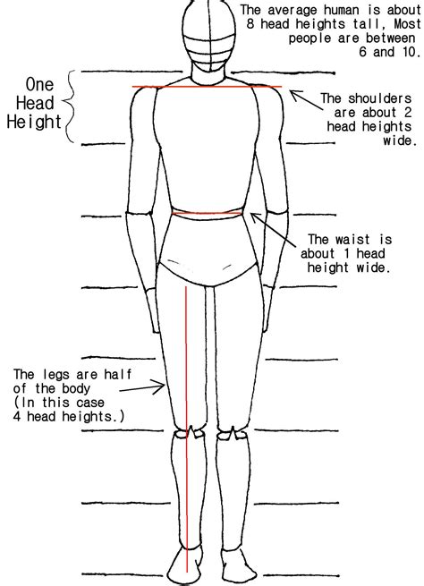 Body Proportions Tutorial by crazy-fae on DeviantArt