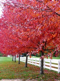 Autumn color | Temple Ambler Campus | Jane Dickson | Flickr