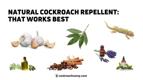 Natural Cockroach Repellent: That Works best