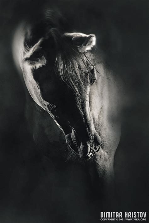 Art black and white horse portrait - 54ka [photo blog]