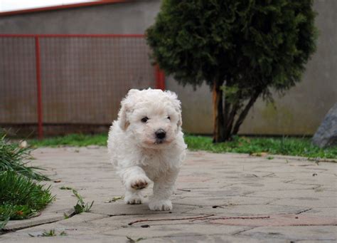 White puli puppy #hungarianpulipuppy #whitepuli #cutepuppy | Cute puppies, Puppies, Hungarian puli