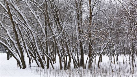 Winter Landscape With Trees - Stock Photos | Motion Array