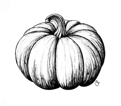 Pumpkin Drawing by Bari Rhys - Fine Art America