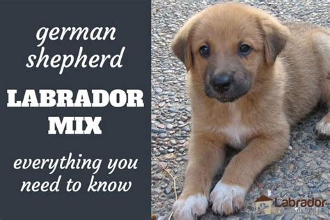 Everything You Need To Know About German Shepherd Lab Mix Dogs - LabradorTrainingHQ