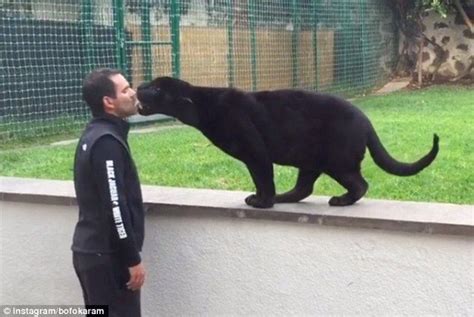 Lick: The panther ultimately returns Serio's affection with some licks to the face. Serio's ...