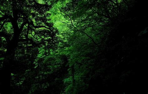 Dark Green Forest Wallpapers - Top Free Dark Green Forest Backgrounds ...