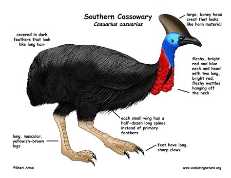 Cassowary (Southern)