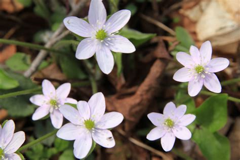 wildflowers in the Smokies Mountain Music, Great Smoky Mountains, Shade Garden, Wild Flowers ...