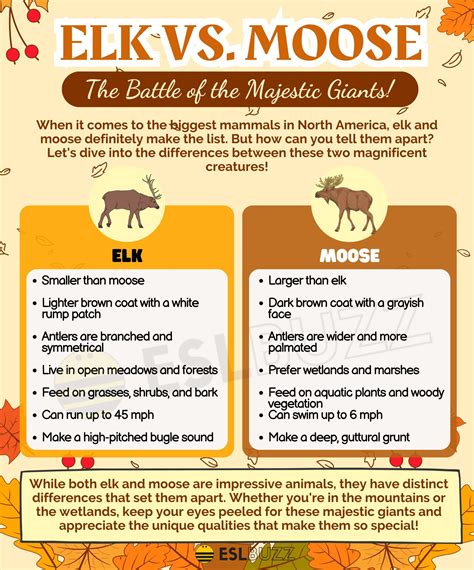 Elk vs. Moose: How to Tell the Difference Between Elk and Moose - ESLBUZZ