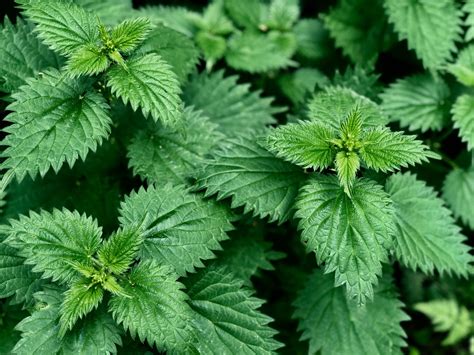 3 Stinging Nettle Recipes