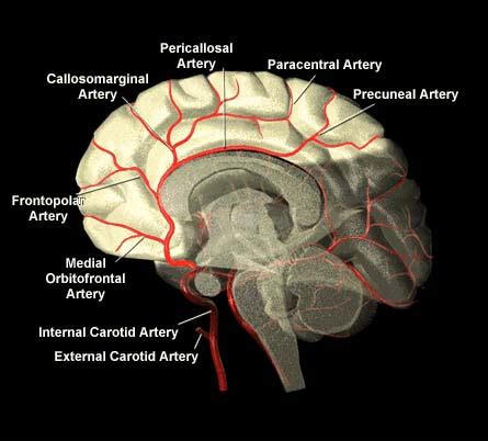 42+ Anatomy Brain Vessels Pics