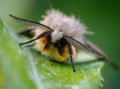 Muslin Moth | Butterfly Conservation