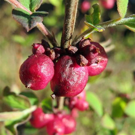 Seeds for Snowberry | Symphoricarpos orbiculatus – Amkha Seed