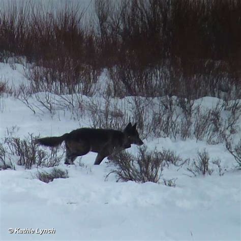 Yellowstone Wolf: Tracking the Packs