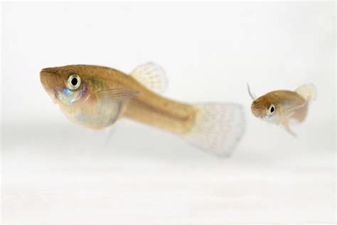 Female and Male Gambusia holbrooki Fish, Female, Pets, Australia ...