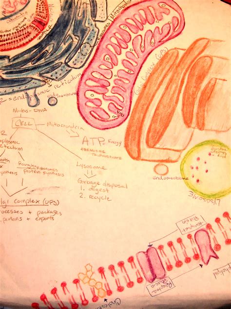Eukaryotic Cell Structure | My Biology Art | Pinterest | Cell structure and Unit studies