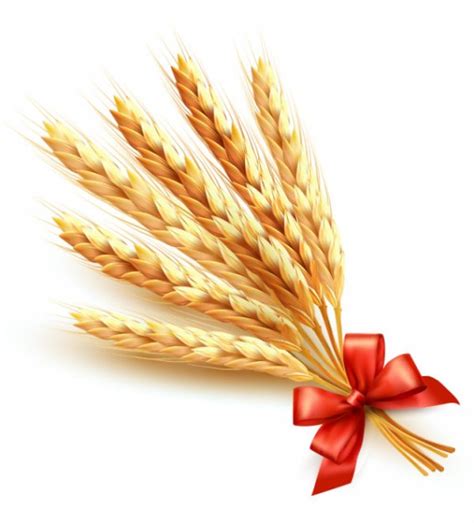 Wheat Bundle Vector at Vectorified.com | Collection of Wheat Bundle ...