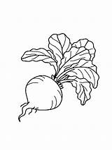 Beet Coloring Page sketch template