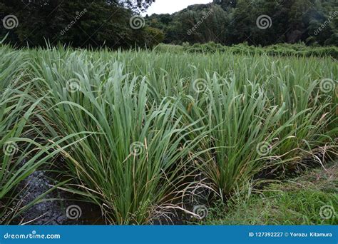 Zizania Latifolia Cultivation Stock Image - Image of grass, food: 127392227