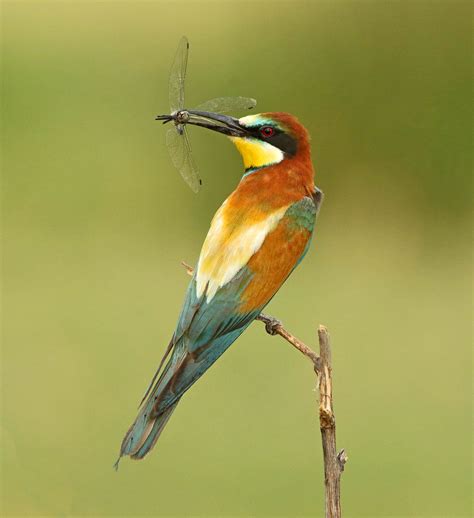 Insect-Eating Birds Consume 400-500 Million Metric Tons of Prey ...