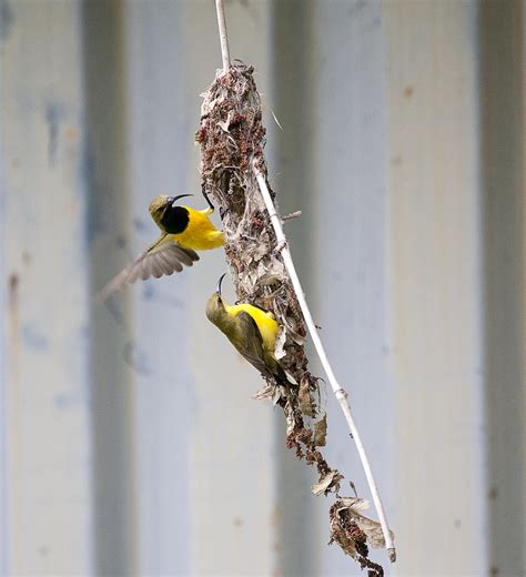 Male and female sunbird | Sunbirds building their nest, fema… | Flickr