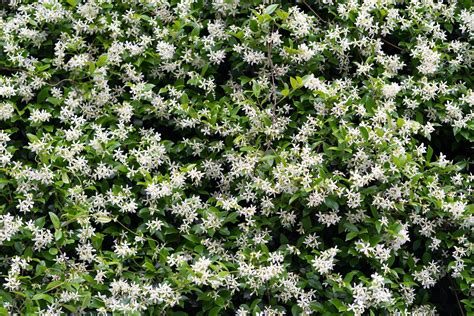 Jasmine Tree: The Ultimate Plant Care Guide