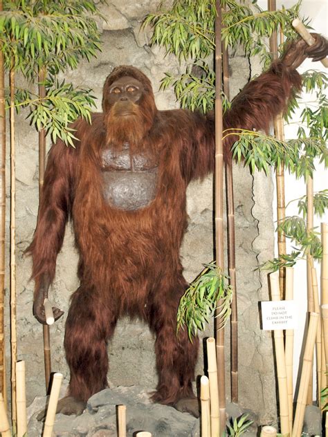 Gigantopithecus blacki | Replica built from fossils found in… | Flickr