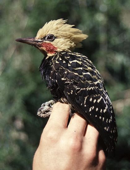 Piciformes | The Tobias Lab | Imperial College London