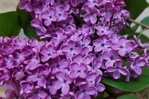 Lilacs: Plant and Flower Varieties, How To Grow and Care | Florgeous