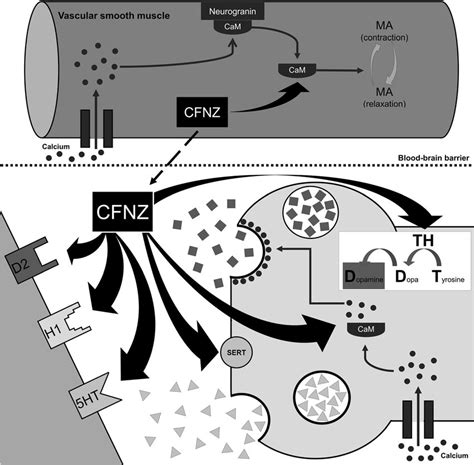 - Schematic diagram of the mechanism of action of cinnarizine and ...