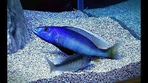 AFRICAN CICHLID BREEDING FILMED IN MULTIPLE AQUARIUMS (RARE SPECIES ...