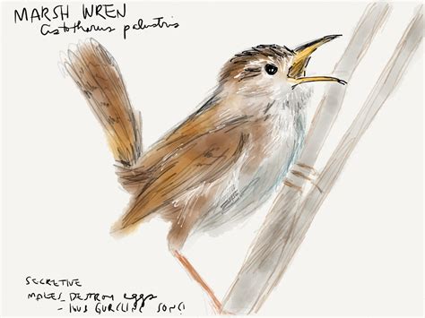 Carolina Wren Drawing at GetDrawings | Free download