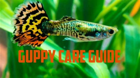 Guppy fish care guide - YouTube