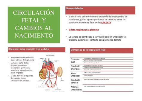 Circulación fetal y cambios en el nacimiento | María Belén Alfonzo | uDocz