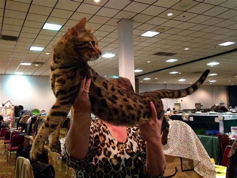 International Cat Show opens today at Portland Airport Holiday Inn - oregonlive.com