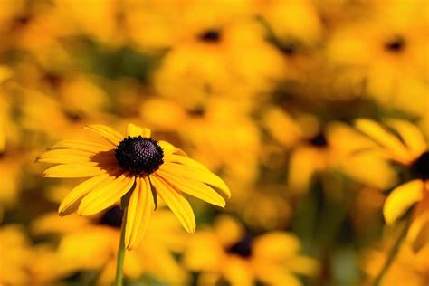 Rudbeckia Flower Photograph by Joseph Skompski - Fine Art America