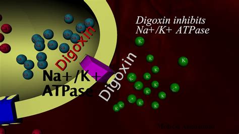 Digoxin Mechanism of action - animation - YouTube