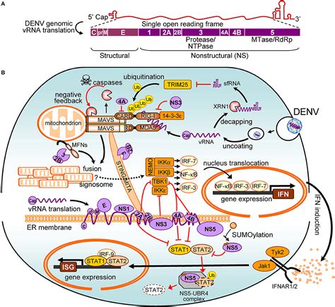 Dengue Replication Cycle