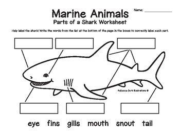 Shark Worksheets For Kindergarten - Free Math Worksheet Answers Key Pdf