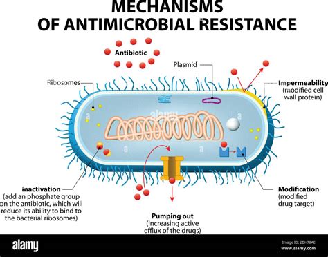 Antimicrobial resistance or antibiotic resistance. Main mechanisms by which microorganisms ...