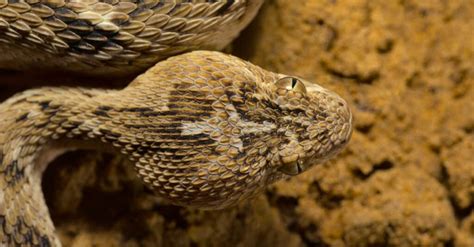 Saw-Scaled Viper Bite: Why it has Enough Venom to Kill 6 Humans & How ...