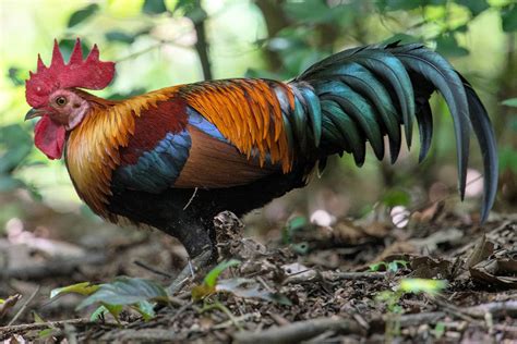 Red Junglefowl