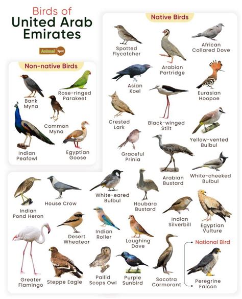 List of Birds Found in the United Arab Emirates with Pictures