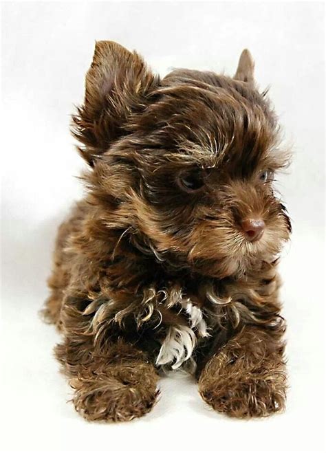 Chocolate Yorkies so Beautiful! Puppies And Kitties, Cute Puppies, Cute ...