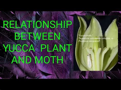 Relationship between a moth and Yucca plant. - YouTube