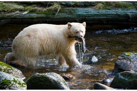 10 spirit bear facts you need to know - Discover Wildlife