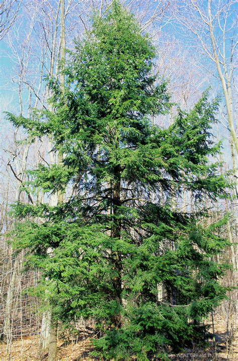 Eastern Hemlock (Canadian Hemlock) | Coniferous Forest