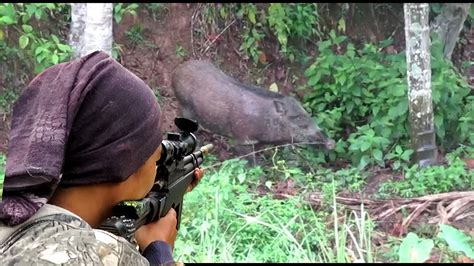 Berburu babi hutan pemakan buah sawit warga | Hunting babi hutan yang ...