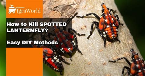 How to Kill Spotted Lanternfly? Easy DIY Methods